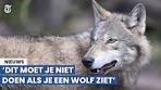 Kom je een wolf tegen? Doe dit niet! - YouTube
