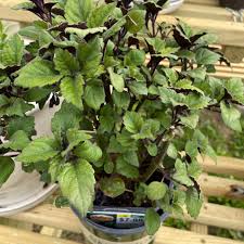 Mona Lavender – Jungle Plants