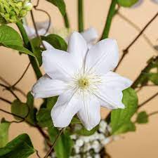 Clematis 'evipo038' crystal fountain pp18223. How To Best Enjoy Your Clematis With These Marginpar Care Tips Thursd