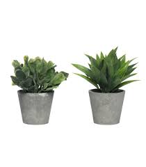 Image result for Mehikasvi