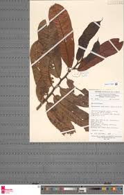 Image result for Pycnanthus angolensis