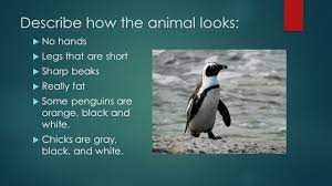 The gentoos are a little bit of everything Emperor Penguin By Isabella Describe How The Animal Looks No Hands Legs That Are Short Sharp Beaks Really Fat Some Penguins Are Orange Black Ppt Download