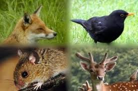 Kent Wildlife Rescue Service Help Wildlife