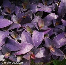 Image result for Tradescantia pallida