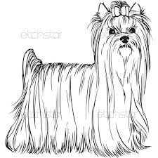 Akc Yorkshire Terrier Standing Yorkshire Terrier Yorkie Wall Art Yorkshire Terrier Dog