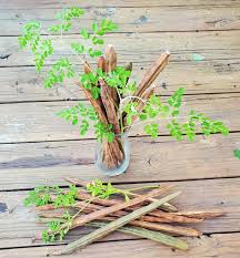 Image result for Moringa oleifera