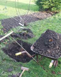 (take care when you plant a new apple tree not to bury the graft, where the fruiting stock joins the rootstock. Planting Bare Rooted Fruit Trees