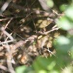 Image result for Searsia tomentosa