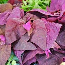 arroche rouge atriplex hortensis graines plante annuelle planter des graines legumes perpetuels