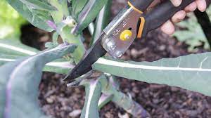 To grow from stem, use a clean shears to trim the stem off. How To Pick Kale 10 Steps With Pictures Wikihow