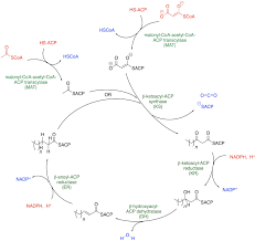 Image result for Fatty Acid