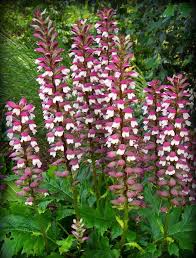 This classic flower is tall and elegant, with spires that lend a romantic tone to the shade growing advice: National Flowers Greece Bear S Breech Acanthus Mollis Plants Shade Plants Planting Flowers