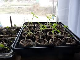Seedling fertilizer is a controversial topic among master gardeners. Coffee Grounds Fertilize Tomatoes Ground To Ground