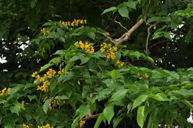 Image result for Pterocarpus indicus
