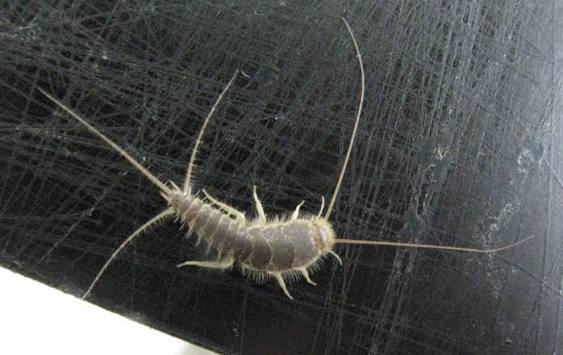 Tập tin:Lepismatidae Ctenolepisma longicaudata 9815s.jpg – Wikipedia tiếng  Việt