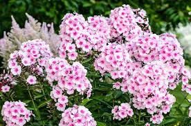 Varieties with pink flowers include 'mistra', 'magnus' and 'southern belle'. Phlox Paniculata Garden Phlox