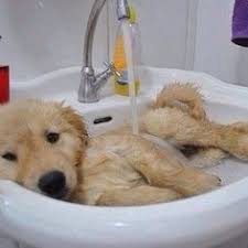 More images for kitchen sink bolzano 60451 dogs pictures » 37 Dogs N Sinks Ideas Cute Dogs Dogs Puppies