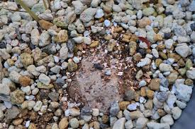 Image result for Eriospermum porphyrium