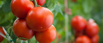 How and when to start indoors ground cherry plants are best started under cover and planted out. Companion Plants For Tomatoes Insteading