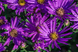 Image result for Aster chimanimaniensis