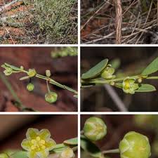 Image result for Phyllanthus polyspermus
