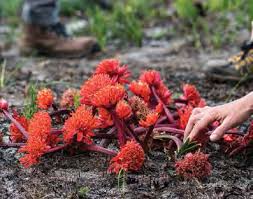 Image result for Schlechterina mitostemmatoides