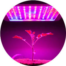 You can get 65w or 100w panels off amazon.com. Grow Lights Commercial Lighting The Home Depot Canada