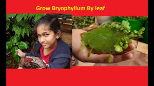 Image result for Bryophyllum