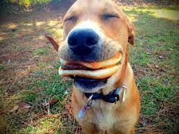 Many dogs have died from eating chicken bones. Bbq For Dogs Safety Tips What Dogs Can Eat And Recipes