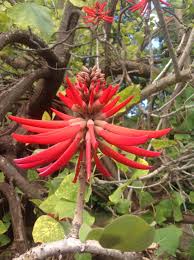Image result for Erythrina × coddii