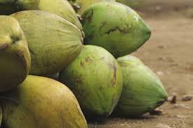 Moving on to the early 20th century, the oil crop industry started to flourish in malaysia. Coconut Farmers Face Surging Imports In Malaysia Khor Reports