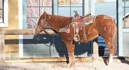 Fake horse hi-res stock photography and images - Alamy