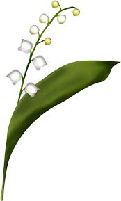 Fleur emblématique du 1er mai, le muguet annonce le retour des beaux jours. Muguet Brin De Muguet Dessin Clipart Full Size Clipart 4067739 Pinclipart