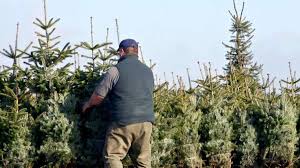 Wann genau sich diese redewendung entwickelte, ist nicht gesichert. Weihnachtsbaum Im Topf So Setzen Sie Ihn Richtig Im Garten Ein Wohnen