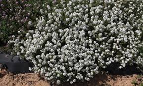 We did not find results for: Heat Tolerant Hybrid Alyssum Named Texas Superstar Agrilife Today