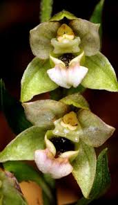 Image result for Epipactis africana