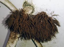 Image result for Stemonitis fusca