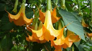 Maybe you would like to learn more about one of these? What Is Devil S Breath The Hallucinogenic Flower With Scopolamine