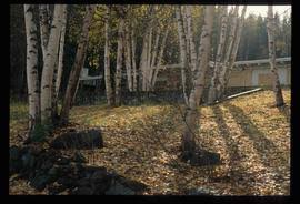What's left of ginter's mansion still remains in the dog park that now bears his name. Ginter House Northern Bc Archives