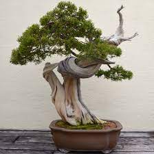 Juniper Bonsai Tree Care Guide Juniperus Chinensis Bonsai Tree Gardener Indoor Bonsai Tree Bonsai Techniques Indoor Bonsai