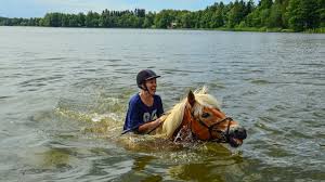 can horses swim, float, or do they sink
