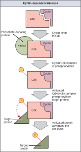 Animal cells have at least 3 cdk proteins and several types of. Control Of The Cell Cycle Biology 2e