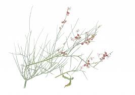 Image result for Cadaba aphylla