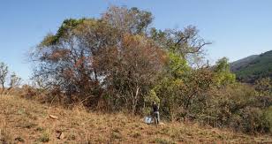 Image result for Cryptolepis cryptolepioides