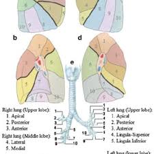 Bronchopulmonary Segments A Right Lung Lateral View B Right Lung Download Scientific Diagram