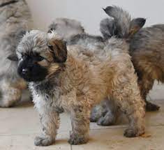 pin von pure fur auf bouvier des flandres welpen puppy pupp puppies welpen bouvier des flandres weibchen