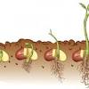With dark, damp conditions and the right temperature, the seed sprouts, or germinates. 1