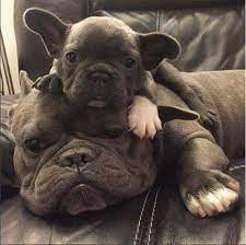 boubou tout chou frenchie welpen hundebabys tierbabys