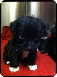 Kallestad took the puppy back to the resort, where she washed and played with it. Glastonbury Ct Yorkie Yorkshire Terrier Meet Yorkie Shihtzu Puppies A Pet For Adoption