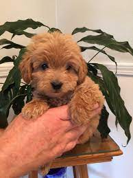 Explore the best goldendoodle breeders in your area and nationwide. Apricot Goldendoodle For Sale Off 53 Www Usushimd Com